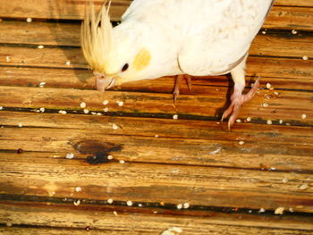 Close-up of bird perching on wood