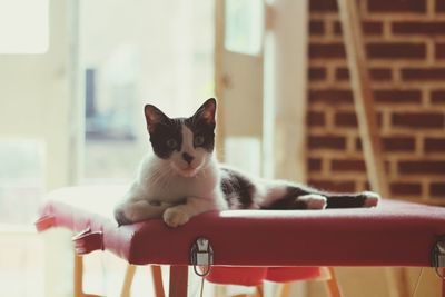 Portrait of cat sitting on chair