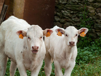 Portrait of sheep