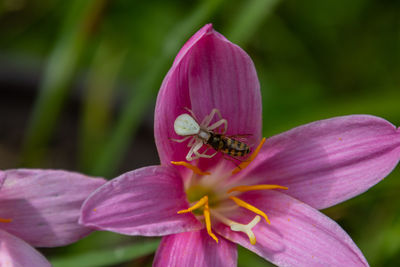 Close-up of insect on flower