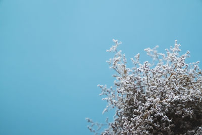 Low angle view of cherry blossoms against clear blue sky