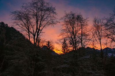 Silhouette trees in forest against sky at sunset