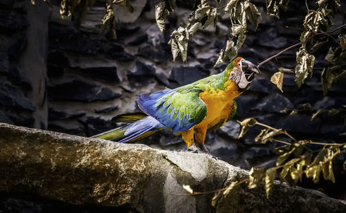 Close-up of parrot perching on rock