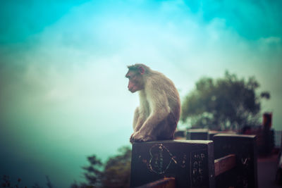 Close-up of monkey on fence