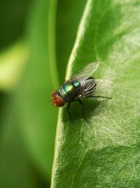 Close-up of housefly on leaf