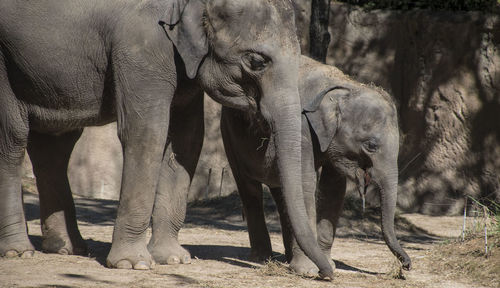 Elephant in zoo