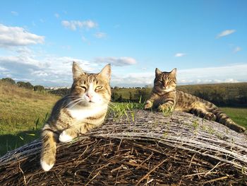 Portrait of a cat