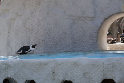 Bird in water