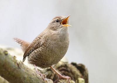 Close-up of bird perching