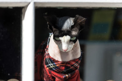 Close-up portrait of horse