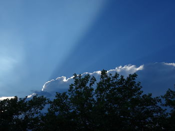 Low angle view of tree against sky