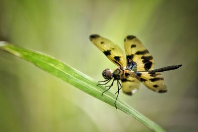 Close-up of insect