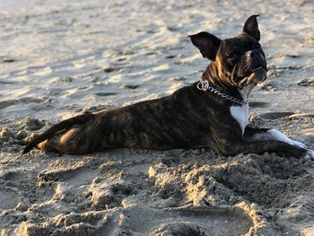 Dog lying on the beach