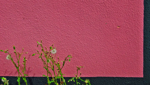 Close-up of pink flower against wall