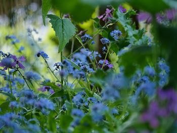 Close-up of purple flowering plants