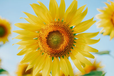 Close-up of sunflower