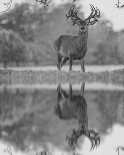 Bird in water