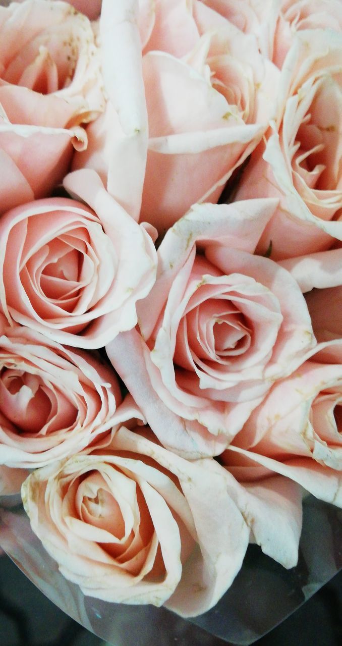 CLOSE-UP OF ROSES