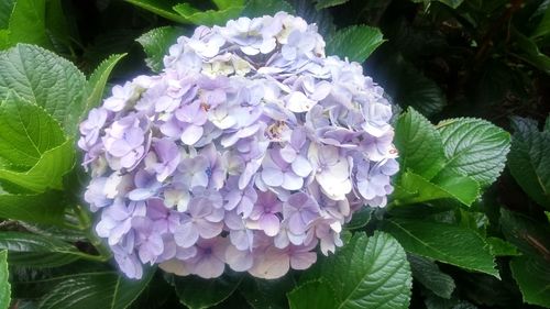 Close-up of purple hydrangea blooming outdoors