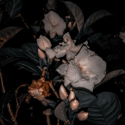 High angle view of hand holding flowering plant