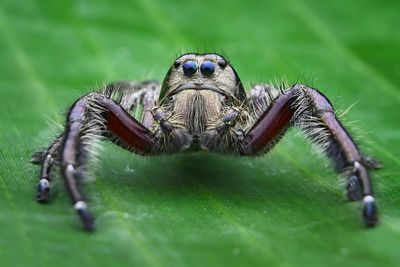 Close-up of spider