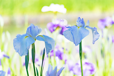 Close-up of purple crocus blooming on field