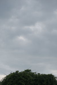 Low angle view of tree against sky