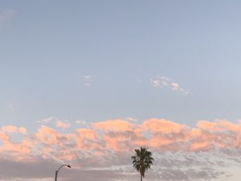Low angle view of palm trees against sky