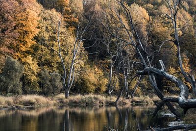 Trees by lake in forest during autumn