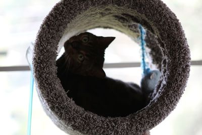 Close-up portrait of a cat