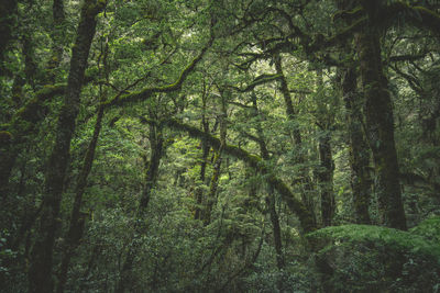 View of trees in forest