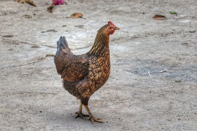 Side view of a bird on field