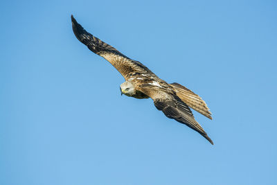 Low angle view of eagle flying against clear blue sky