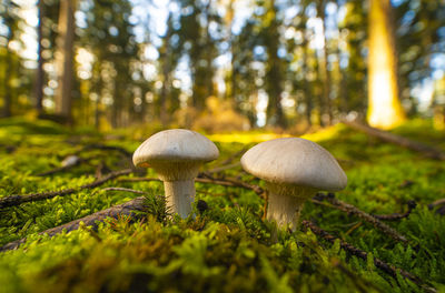 Close-up of mushroom growing on field