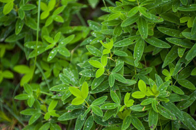 Full frame shot of plant