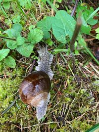 Close-up of snail on land