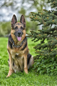 Portrait of dog on field