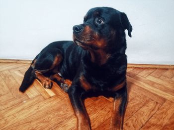 Dog sitting on wooden floor