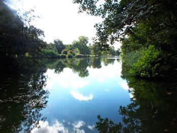 Reflection of trees in calm lake