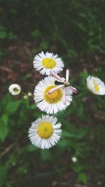 Close-up of white daisy flowers blooming outdoors