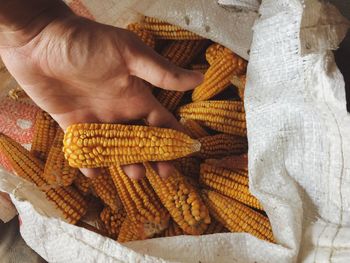 Close-up of hand holding corn