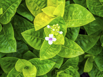 High angle view of flowering plant leaves