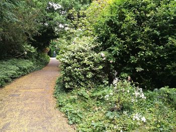 Plants growing in garden