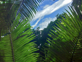 Low angle view of palm trees against sky