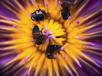 Close-up of honey bee on purple flower