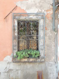 Ivy growing on window