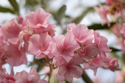 Close-up of pink cherry blossoms