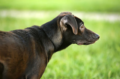 Close-up of a dog looking away