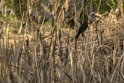Close-up of bird on field