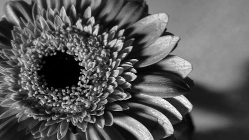 Close-up of flower